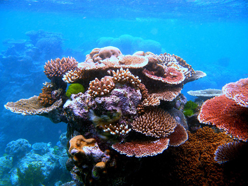Coral Outcrop Flynn Reef: Photograph courtesy of Mission Blue